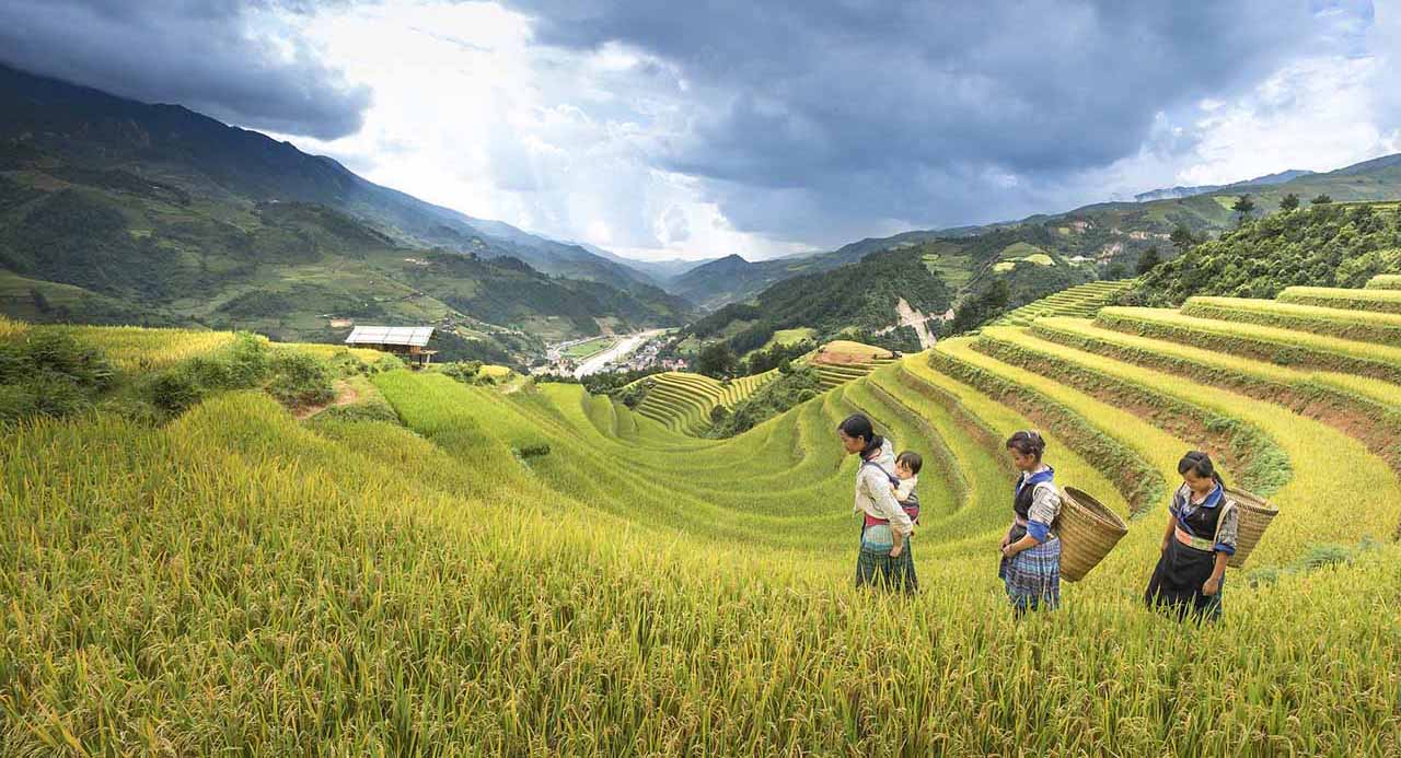 Things to do in Mu Cang Chai -  rice valley in Mu Cang Chai 